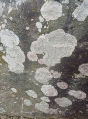 Protoparmeliopsis muralis