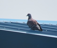 Columba guinea phaeonota