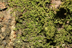 Frullania dilatata
