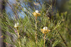 Isopogon anethifolius