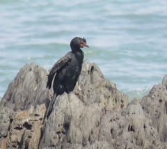 Microcarbo coronatus