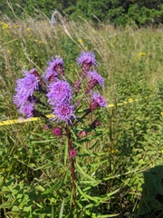 Liatris novae-angliae