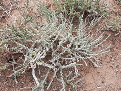 Salsola passerina