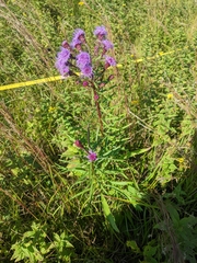 Liatris novae-angliae