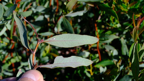Marianthus bicolor (Marianthus bicolor)