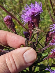Liatris novae-angliae