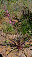 Stylidium elongatum