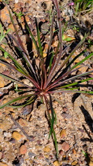 Stylidium elongatum