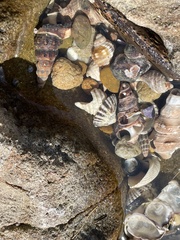 Pyrazus ebeninus