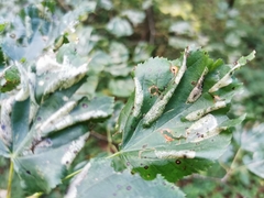 Phyllonorycter issikii