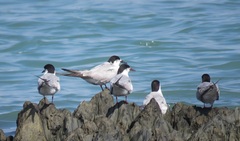 Sterna hirundo hirundo
