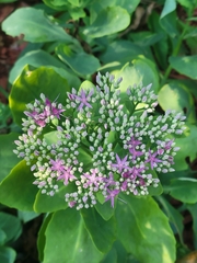 Hylotelephium spectabile