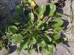 Beta vulgaris