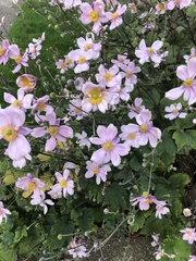 Eriocapitella hupehensis