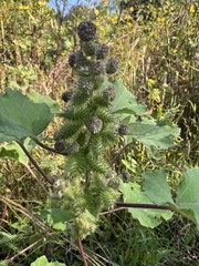 Xanthium strumarium