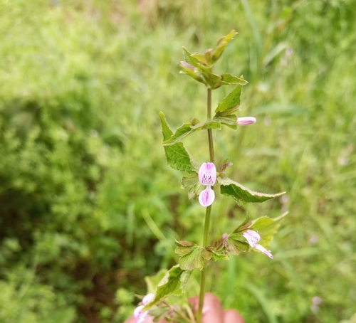 Hypoestes triflora image