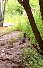 Bostrychia carunculata