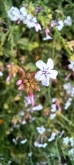 Plumbago