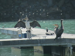 Phalacrocorax carbo lucidus