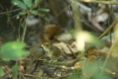 Pellorneum ruficeps