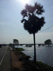 Borassus flabellifer