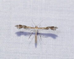 Stangeia xerodes