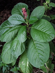 Phytolacca acinosa