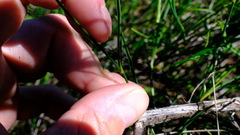 Tricoryne elatior