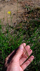 Tricoryne elatior