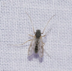 Polypedilum nubiferum