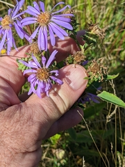 Eurybia spectabilis