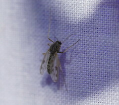 Polypedilum nubiferum