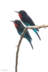 Merops gularis australis