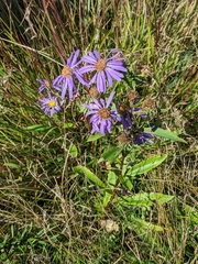 Eurybia spectabilis