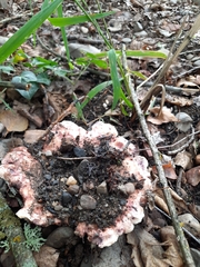 Lactarius controversus