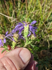 Eurybia spectabilis