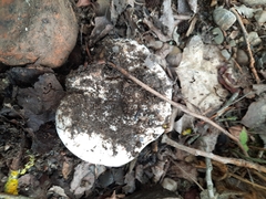 Lactarius controversus