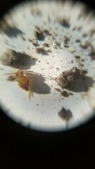 Dicyrtomina
