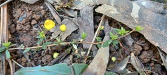Hibbertia empetrifolia