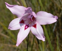 Gladiolus carneus