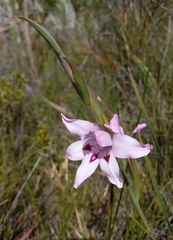 Gladiolus carneus