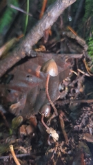 Psilocybe neoxalapensis