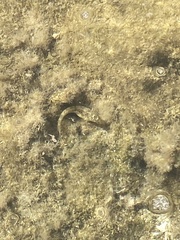Parablennius sanguinolentus