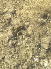Parablennius sanguinolentus