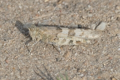 Sphingonotus caerulans