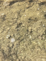 Parablennius sanguinolentus