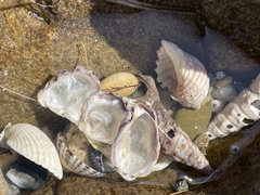 Saccostrea glomerata
