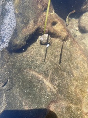 Clibanarius erythropus