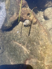 Clibanarius erythropus