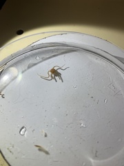 Amphipholis squamata